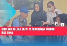 Kemenag Kalbar Catat 11 Ribu Hewan Kurban Iduladha