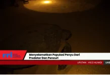 Menyelamatkan Populasi Penyu dari Predator dan Pencuri