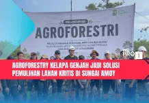 Agroforestry Kelapa Genjah Jadi Solusi Pemulihan Lahan Kritis di Sungai Amoy