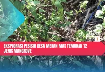 Eksplorasi Pesisir Desa Medan Mas Temukan 12 Jenis Mangrove