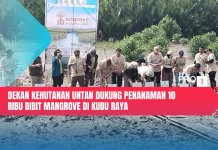 Dekan Kehutanan Untan Dukung Penanaman 10 Ribu Bibit Mangrove di Kubu Raya