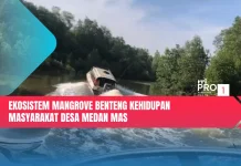 Ekosistem Mangrove Benteng Kehidupan Masyarakat Desa Medan Mas