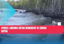 Perdes Lindungi Hutan Mangrove di Sungai Kupah