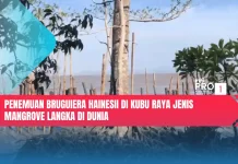 Penemuan Bruguiera Hainesii di Kubu Raya Jenis Mangrove Langka di Dunia