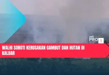 Walhi Soroti Kerusakan Gambut dan Hutan di Kalbar