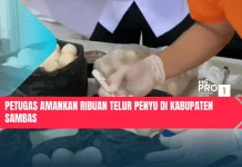 Petugas Amankan Ribuan Telur Penyu di Kabupaten Sambas