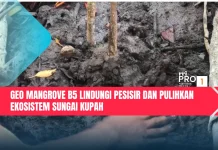 Geo Mangrove B5 Lindungi Pesisir dan Pulihkan Ekosistem Sungai Kupah