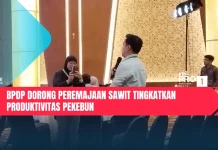 BPDP Dorong Peremajaan Sawit Tingkatkan Produktivitas Pekebun