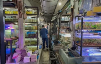 Pedagang Ikan Hias di Purwokerto Keluhkan Dampak Pemadaman Listrik