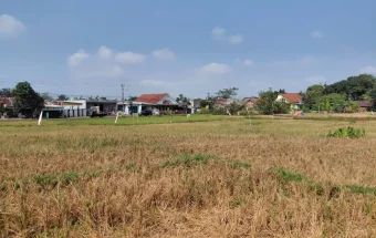 Produksi Padi Banyumas Diprediksi Turun 25 Persen Akibat Kemarau Panjang