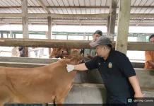 AUTS Belum Dilaksanakan 2026, Banyumas Targetkan Asuransi 200 Ekor Sapi pada 2027