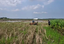 BUMDes Karangjati Gunakan Traktor Perahu untuk Percepat Masa Tanam
