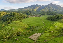 Pertanian Modern Jadi Fokus, Banyumas Siap Dukung Peningkatan Produksi