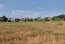 Produksi Padi Banyumas Diprediksi Turun 25 Persen Akibat Kemarau Panjang