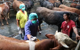 Pastikan Aman, Pemeriksaan Hewan Kurban Mulai Dilakukan