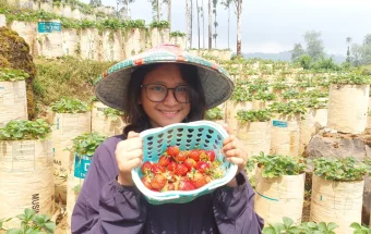 Agrowisata Petik Stroberi, Destinasi Segar dengan Pengalaman Berbeda