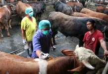 Pastikan Aman, Pemeriksaan Hewan Kurban Mulai Dilakukan