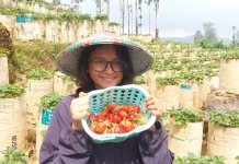 Agrowisata Petik Stroberi, Destinasi Segar dengan Pengalaman Berbeda