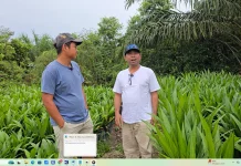 Wawancara : Potensi UMKM Bibit Sawit di Ibu Kota Nusantara