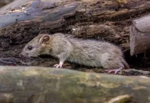 Belum Ada Kasus Hantavirus di Samarinda, Dinkes Minta Warga Waspada Tikus dan Curut