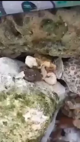 Fenomena Sumber Air Tawar di Pantai Lon Malang Sampang