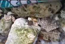 Fenomena Sumber Air Tawar di Pantai Lon Malang Sampang