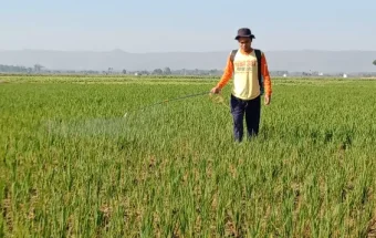 Naiknya Harga Gabah Hadirkan Optimisme bagi Regenerasi Petani di Pati