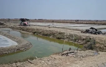 Pengaruh Kemarau Panjang, Petani Garam di Pati Kesulitan Bahan Baku