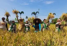 Kelompok Wanita Tani Desa Kalimiru Purworejo Gelar Panen Raya Padi