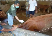 Cek Kesehatan Hewan Jelang Iduladha, Layanan Healing Diintensifkan di Jateng