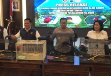 Perdagangan Burung Endemik Papua Digagalkan, Polisi Amankan Tiga Pelaku