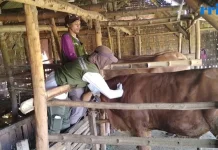 Jelang Iduladha, Rembang Intensifkan Vaksinasi PMK