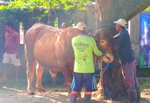 Sapi Bantuan Presiden Dibagikan untuk Warga Kumendung Rembang