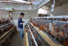 Lapas Semarang Siapkan Bekal untuk Hidup Baru Warga Binaan lewat Peternakan