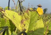 Kekeringan Landa Kabupaten Pati, Ratusan Hektare Sawah Gagal Ditanami Padi