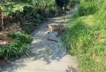 Limbah Pabrik Diduga Cemari Sungai Langgenharjo, Warga Tunggu Langkah Pemerintah