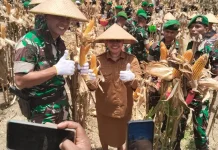 Yonif TP 807/ MNM Sorsel Panen Raya Jagung