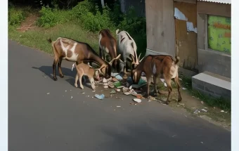 Aduan Warga Ditindaklanjuti, Pol PP Tertibkan Kambing Liar Kertasada