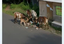 Aduan Warga Ditindaklanjuti, Pol PP Tertibkan Kambing Liar Kertasada