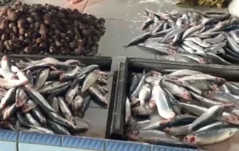 Gelombang Tinggi, Harga Ikan di Pasar Higienis Naik Rp5-Rp15 ribu perkg