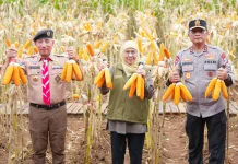 Jatim jadi Produsen Jagung Tertinggi Nasional