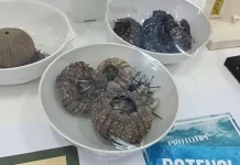 Potensi Landak Laut untuk Serum Anti Penuaan hingga Penyembuhan Luka Bakar