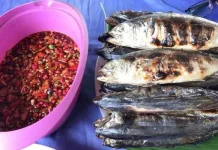 Sensasi Gurih Pedas Ikan Sombom, Buruan Warga Tapanuli Tengah