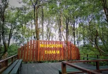 Mangrove, Surga Eksotis Bernilai Ekonomis