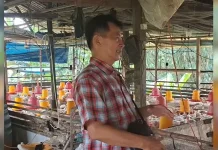 Peternak Ayam Lokal Tarakan Tertekan Gelombang Impor Ayam Beku