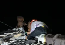 Sarang Tawon Vespa Affinis di Tuban Meningkat Drastis