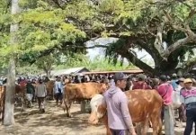 Jelang Iduladha, Harga Sapi di Tuban Naik Rp1,5 Juta