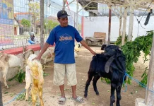 Jelang Iduladha, Penjual Kambing di Tuban Laris