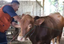PMK Terkendali, Pemkab Tuban Berikan Tips Pemilihan Hewan Kurban