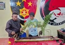 Polres Jayawijaya Amankan 167 Batang Pohon Ganja di Hubikiak dan Assologaima